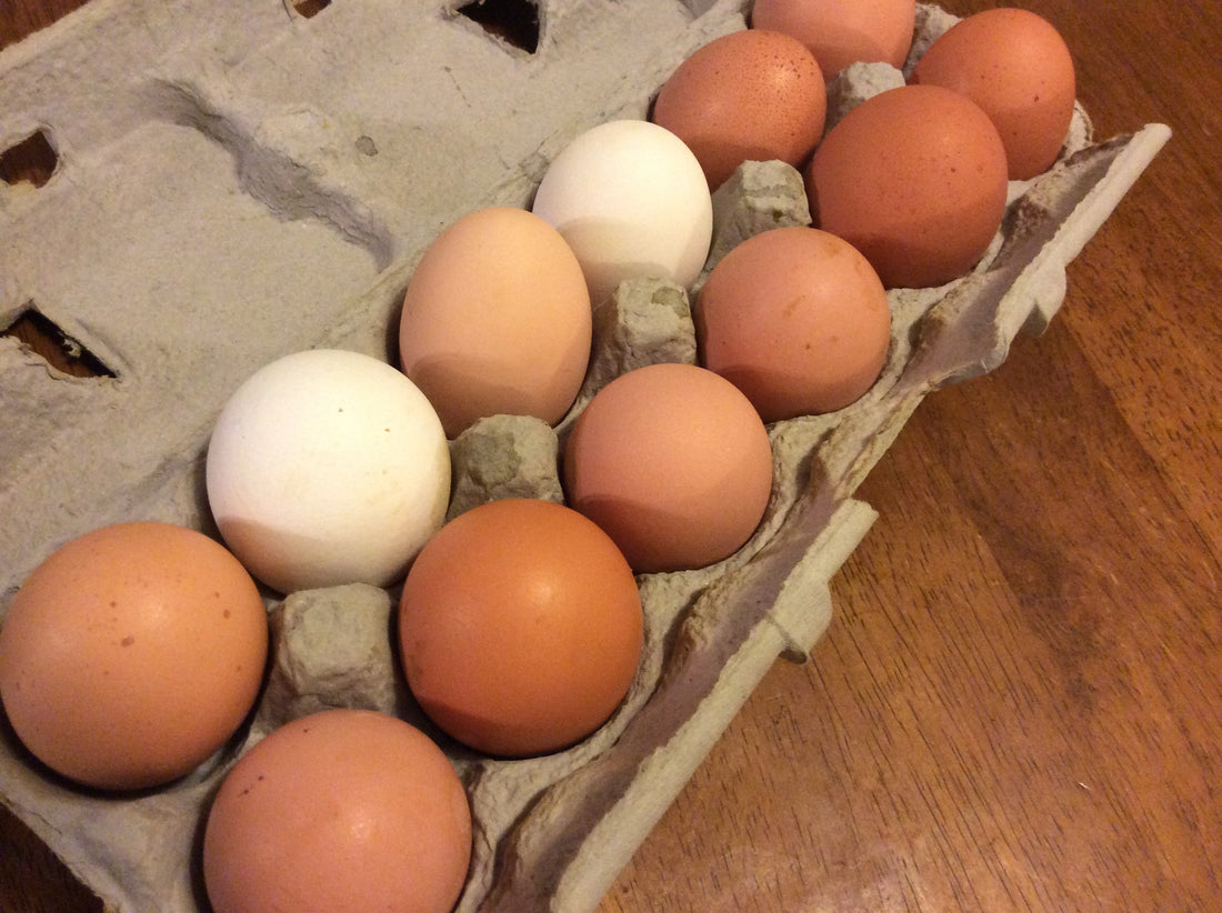 Jajka z wolnego wybiegu: Dlaczego warto postawić na jakość, a nie na cenę