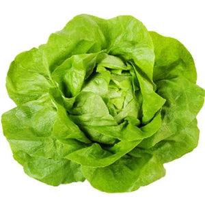 SAŁATA MASŁOWA 1 szt.