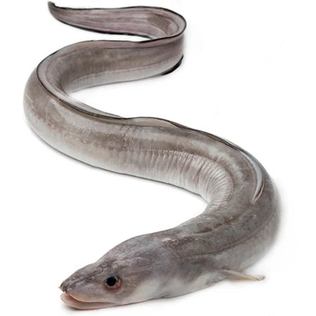 SCAPMAREE Konger patroszony 1 kg