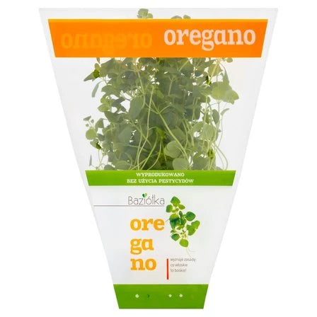 BAZIÓŁKA Oregano w doniczce 1 szt.